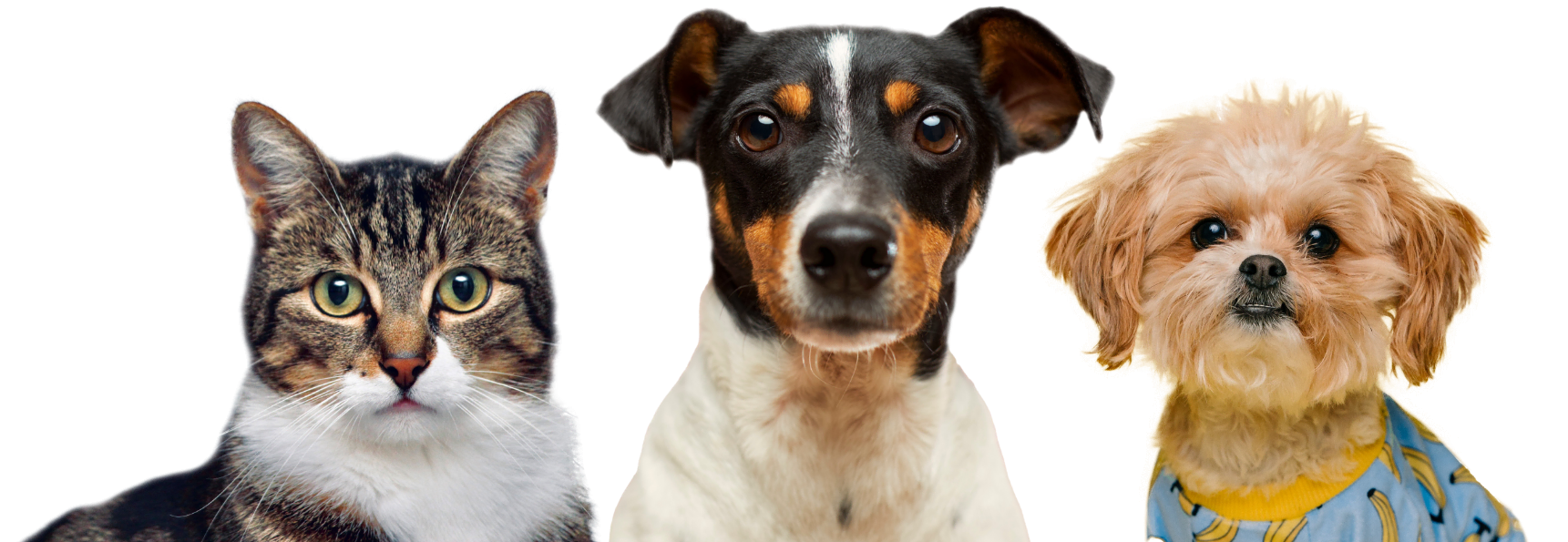 About Us about us hero pets optimized