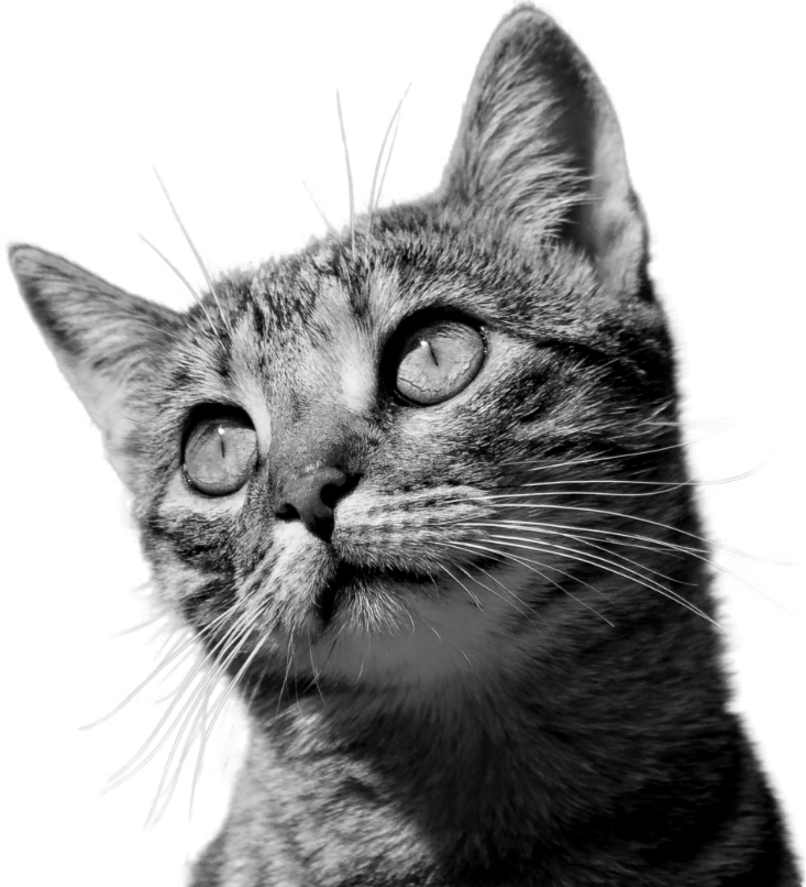 Contact img cat optimized
